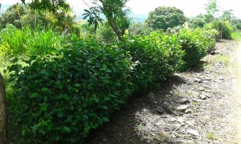Terreno Para Vivienda en venta en Quebrada Honda, Pérez Zeledón, San José, Costa Rica — foto 4