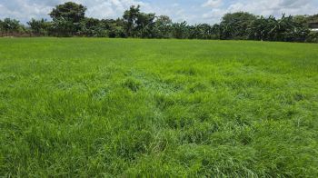 Finca para Ganadería en venta en Tamarindo, Bagaces, Guanacaste, Costa Rica — foto 3