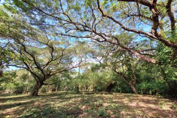 Fincas Uso Mixto en venta en Puerto Jiménez - OsaPen, Golfito, Puntarenas, Costa Rica — foto 2