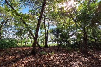 Fincas Uso Mixto en venta en Puerto Jiménez - OsaPen, Golfito, Puntarenas, Costa Rica — foto 4