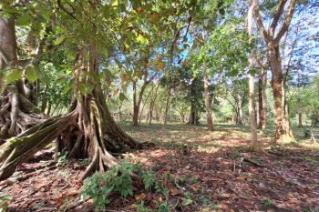 Fincas Uso Mixto en venta en Puerto Jiménez - OsaPen, Golfito, Puntarenas, Costa Rica — foto 5
