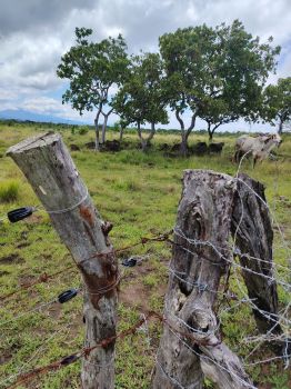 Finca para Ganadería en venta en cuajiniquil, La Cruz, Guanacaste, Costa Rica — foto 4