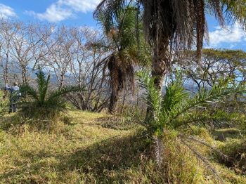 Terreno para Desarrollo en venta en Concepción de Atenas, Atenas, Alajuela, Costa Rica — foto 1