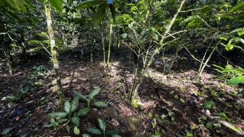 Mixed Use Land for sale in Pueblo Nuevo, Cajon, Pérez Zeledón, San José, Costa Rica — photo 7