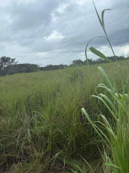 Terreno Comercial en venta en Cañas Dulces, Liberia, Guanacaste, Costa Rica — foto 2
