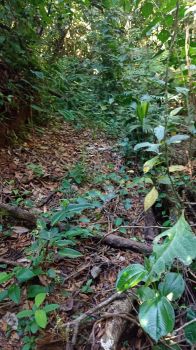 Terreno Para Vivienda en venta en La Linda, General Viejo, Pérez Zeledón, San José, Costa Rica — foto 10