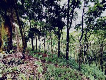 Terreno General en venta en TRES RIOS, OSA, Quepos, Puntarenas, Costa Rica — foto 1