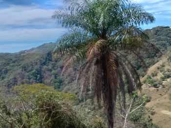 Terreno para Desarrollo en venta en Atenas, Alajuela, Costa Rica — foto 2
