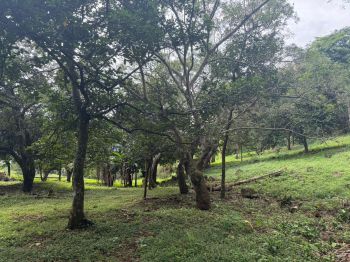 Fincas Uso Mixto en venta en Jesús, Barroeta, Atenas, Alajuela, Costa Rica — foto 2
