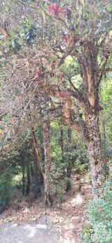 Cabaña en venta en Alto Jaular, Pérez Zeledón, San José, Costa Rica — foto 10