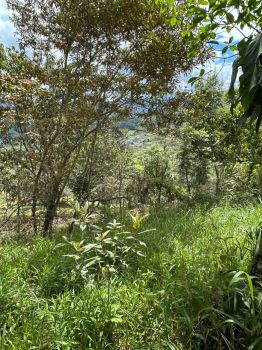 Fincas Uso Mixto en venta en Santa Rosa de Tayutic, Turrialba, Cartago, Costa Rica — foto 2