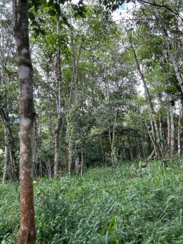 Fincas Uso Mixto en venta en Santa Rosa de Tayutic, Turrialba, Cartago, Costa Rica — foto 3