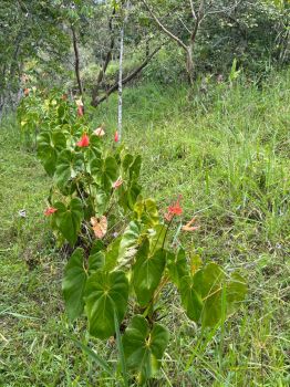 Fincas Uso Mixto en venta en Santa Rosa de Tayutic, Turrialba, Cartago, Costa Rica — foto 7