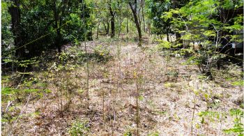 Terreno Para Vivienda en venta en Sardinal, Carrillo, Guanacaste, Costa Rica — foto 5