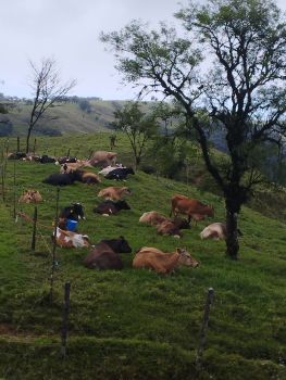 Finca para Ganadería en venta en SANRAMON Y ZARCERO, San Ramón, Alajuela, Costa Rica — foto 1