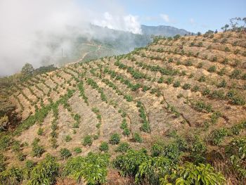 Finca Agroindustrial en venta en SAN MARCOS, Tarrazú, San José, Costa Rica — foto 4