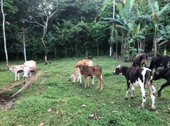 Fincas Uso Mixto en venta en KATIRA, San Carlos, Alajuela, Costa Rica — foto 4