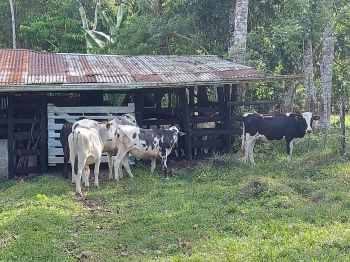 Fincas Uso Mixto en venta en KATIRA, San Carlos, Alajuela, Costa Rica — foto 5