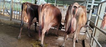 Finca para Ganadería en venta en KATIRA-GUATUSO, San Carlos, Alajuela, Costa Rica — foto 2