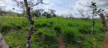 Finca para Ganadería en venta en KATIRA-GUATUSO, San Carlos, Alajuela, Costa Rica — foto 3