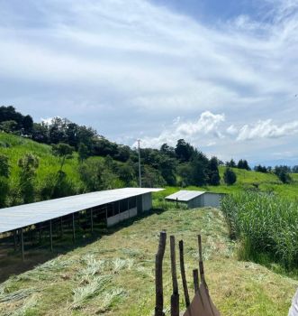Venta de Dos Fincas 38 y 11 Hectareas en Poas