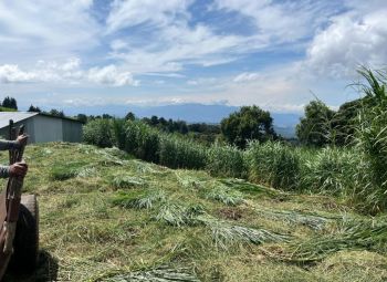 Finca para Ganadería en venta en POAS, Poás, Alajuela, Costa Rica — foto 3