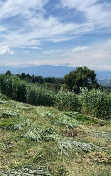 Finca para Ganadería en venta en POAS, Poás, Alajuela, Costa Rica — foto 4