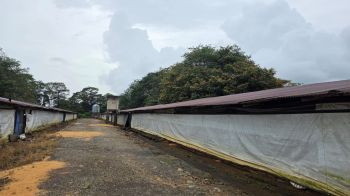 Raw Land for sale in Rio Cuarto, Río Cuarto, Alajuela, Costa Rica — photo 5