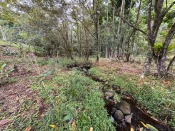 Fincas Uso Mixto en venta en GUAPILES - BELLA VISTA, Sarapiquí, Heredia, Costa Rica — foto 4