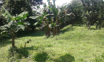 Raw Land for sale in La Angostura Santiago, San Ramón, Alajuela, Costa Rica — photo 6