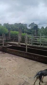 Hacienda en venta en Santa Clara, Camino a Javillos, San Carlos, Alajuela, Costa Rica — foto 6