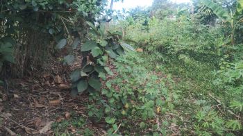 Terreno Para Vivienda en venta en barrio los Angeles, Pérez Zeledón, San José, Costa Rica — foto 6