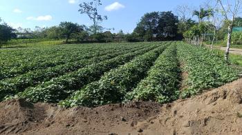 Commercial Land for sale in San Jorge De La Fortuna, San Carlos, Alajuela, Costa Rica — photo 3