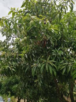 Casa una Planta en venta en Quintas Beula, San Bernardino, Rio Frio, Sarapiquí, Heredia, Costa Rica — foto 11