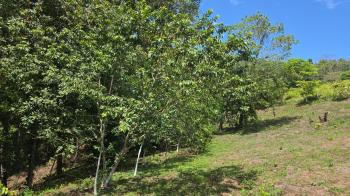 Finca para Agricultura en venta en San Antonio, Garabito, Puntarenas, Costa Rica — foto 2