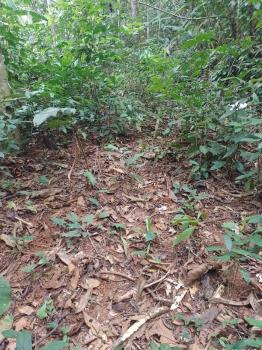Mixed Use Land for sale in Jalisco, Colinas, Buenos Aires, Puntarenas, Costa Rica — photo 4