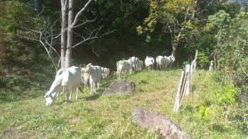 Útil Finca Ganadera en San Ramón de Alajuela