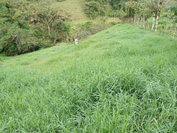 Finca para Agricultura en venta en San Antonio De Barranca, Naranjo, Alajuela, Costa Rica — foto 4
