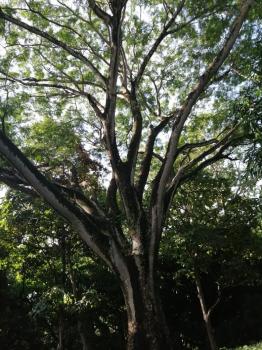Arboles con sombra