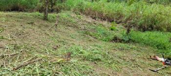 🌴 Finca en Turrialba, Pejibaye 🌴