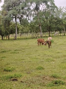 Fincas Uso Mixto en venta en Río Frío, Colonia Villalobos, Sarapiquí, Heredia, Costa Rica — foto 5