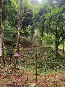 Terreno General en venta en Villa Nueva, Quepos, Puntarenas, Costa Rica — foto 5