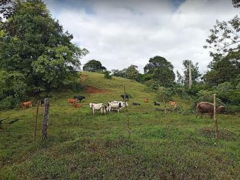 Mixed Use Land for sale in Sector Cubujuquí, Horquetas, Sarapiquí, Heredia, Costa Rica — photo 4