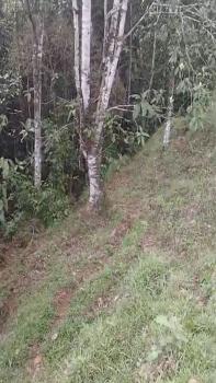 Mixed Use Land for sale in Javillos, Buenos Aires, Puntarenas, Costa Rica — photo 3