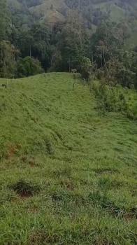 Mixed Use Land for sale in Javillos, Buenos Aires, Puntarenas, Costa Rica — photo 5