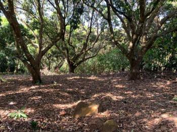 Terreno General en venta en Atenas, Alajuela, Costa Rica — foto 2