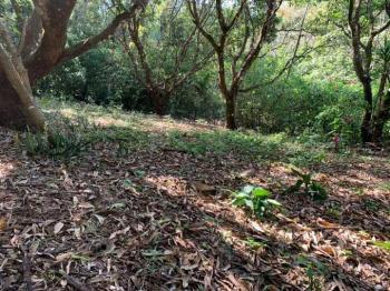 Terreno General en venta en Atenas, Alajuela, Costa Rica — foto 3