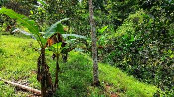 Terreno General en venta en Calle Matasanos, San Rafael Norte, Pérez Zeledón, San José, Costa Rica — foto 4