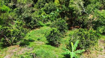 Terreno General en venta en Calle Matasanos, San Rafael Norte, Pérez Zeledón, San José, Costa Rica — foto 5