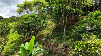 Terreno General en venta en Calle Matasanos, San Rafael Norte, Pérez Zeledón, San José, Costa Rica — foto 6